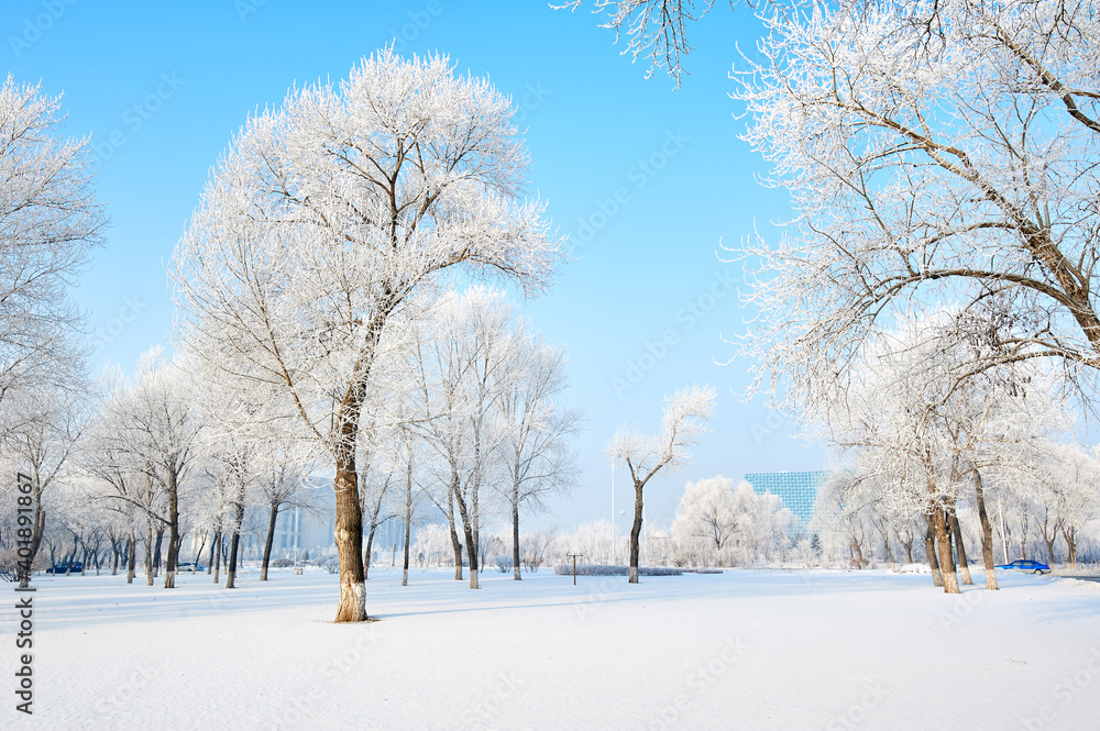 The beautiful forests with rime in winter landscape. The beautiful forests with rime in winter landscape.