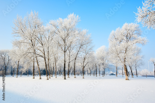 The beautiful forests with rime in winter landscape. © 孝通 葛