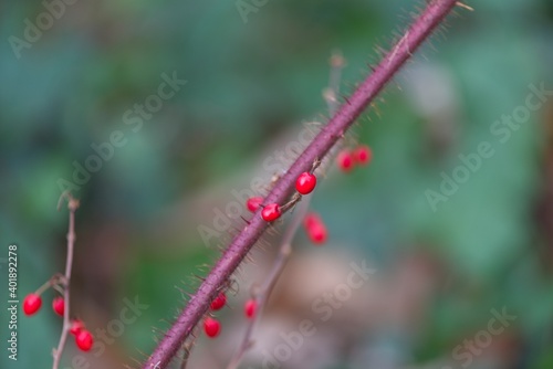 Wallpaper Mural close up of red berries Torontodigital.ca