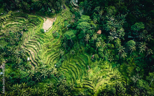 aerial photography minimalist jungle palm tree rice field pattern shape wild vegetation natural unpolluted