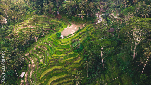 aerial view of tagallalang rice terraces in village of ubud Bali indonesia, unesco travel destination