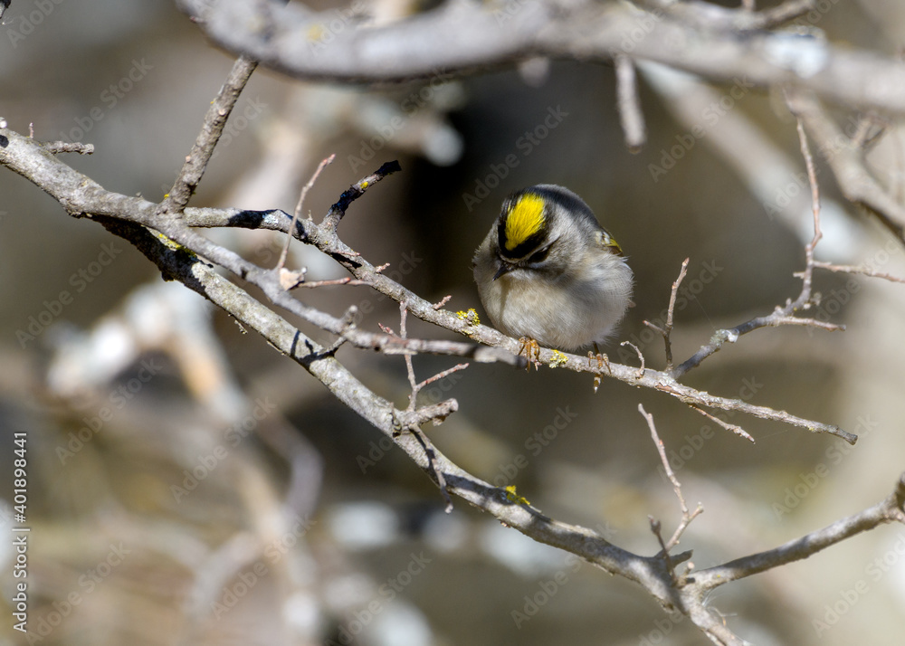 Naklejka premium golden-Crowned Kinglet - Regulus satrapa