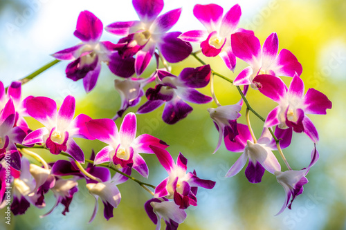 Orchid trees have many flowers  beautiful purple flowers. The morning light brings the flowers fresh colors. The background is naturally green with bokeh.