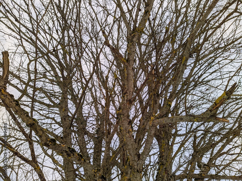 dry tree and numerous branches in winter against the sky dry tree and numerous branches in winter against the sky