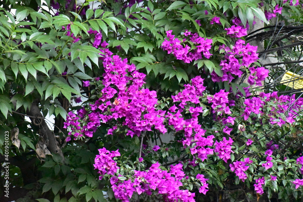 purple flowers in the garden 