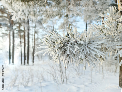 Winter landscape. Frozen pine branch. A tree covered with ice in the cold.