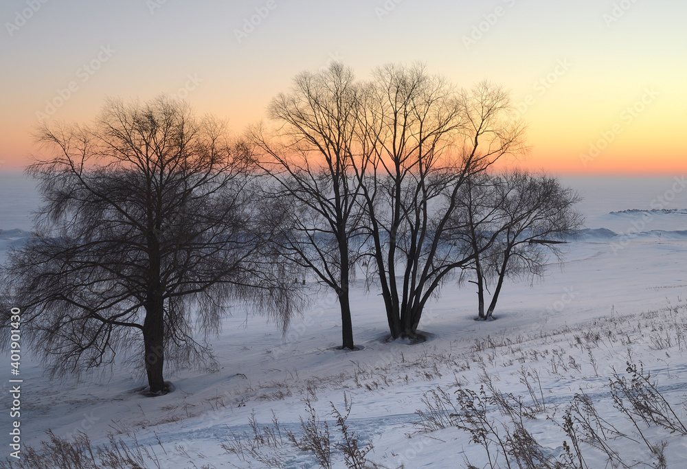 Bare trees on a snowy plain at sunset Bare trees on a snowy plain at sunset