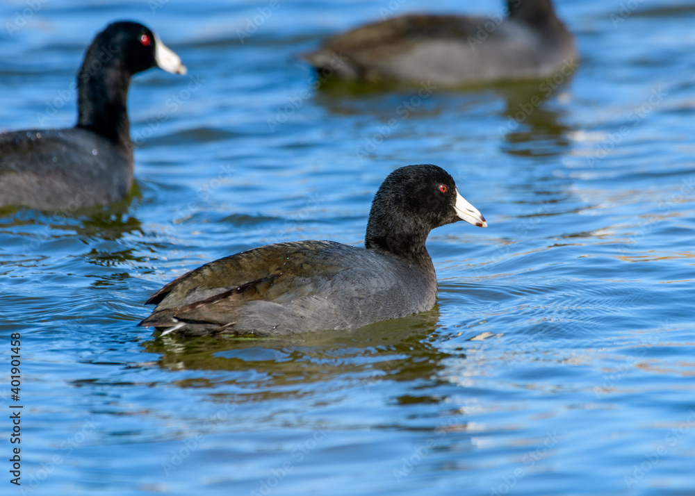 American coot - Fulica americana - or Mud Hen swimming in a lake American coot - Fulica americana - or Mud Hen swimming in a lake