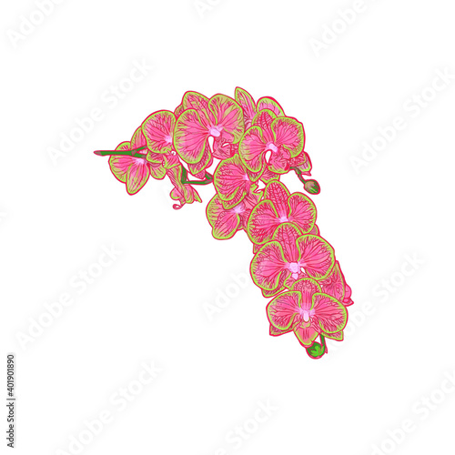 Pink and green orchid twig vector illustrtion