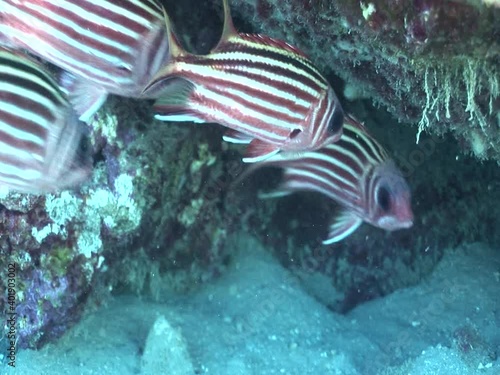 underwater scenery of mediterranean rocks and reef deep blue clean water ocean scenery some fish around with sun beams and rays fish invasive photo