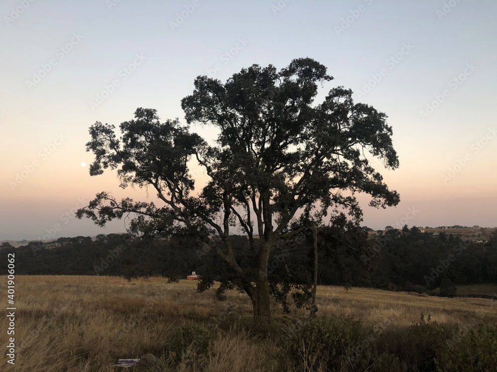 tree in the morning