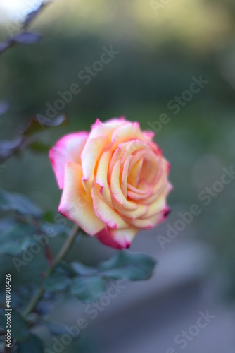 Portrait composition of a yellow rose with pink edges shot in natural daylight with green bokeh background