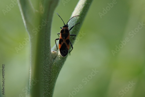 One species of stink bugs in flashy color are on the plant stem. © Nagara