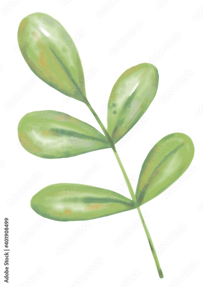 Green leaf watercolor isolated on white background. Hand painted foliage element. Botanical illustration.