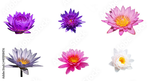 Lotus Flower isolated on white background - 6 flowers object for creative - Purple Pink White Color © kittinit