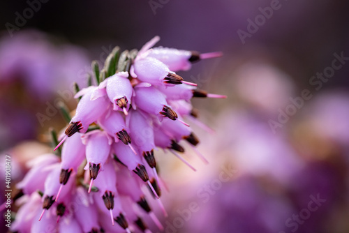 Cuadro en lienzo A closeup shot of pink heath erica flowers on a blurred background