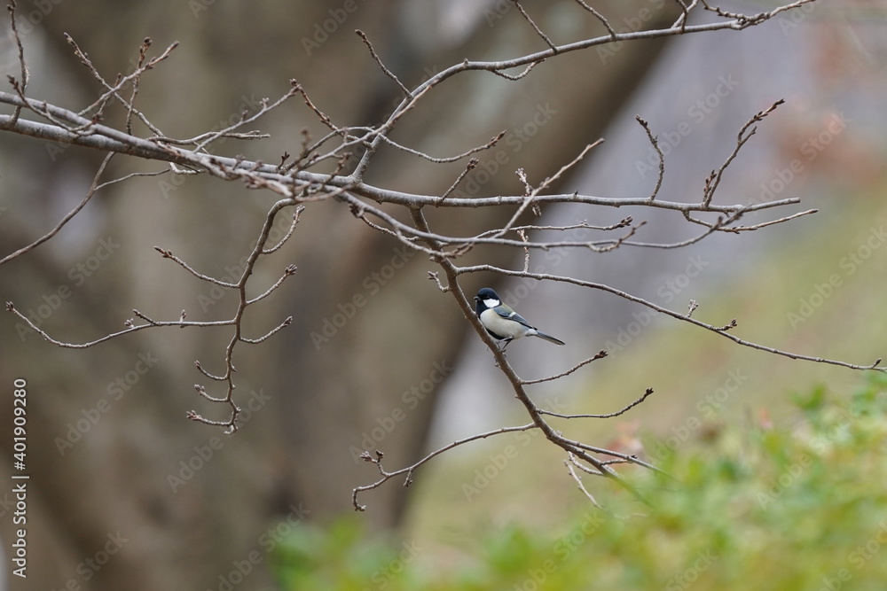 japanese tit on the branch