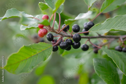 фотографія Ripe poisonous buckthorn berries (Rhamnus frangula) close-up