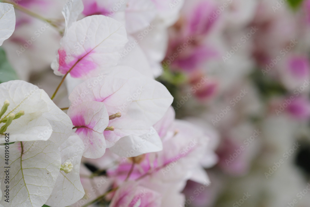 Obraz premium 天使のように綺麗なブーゲンビリア