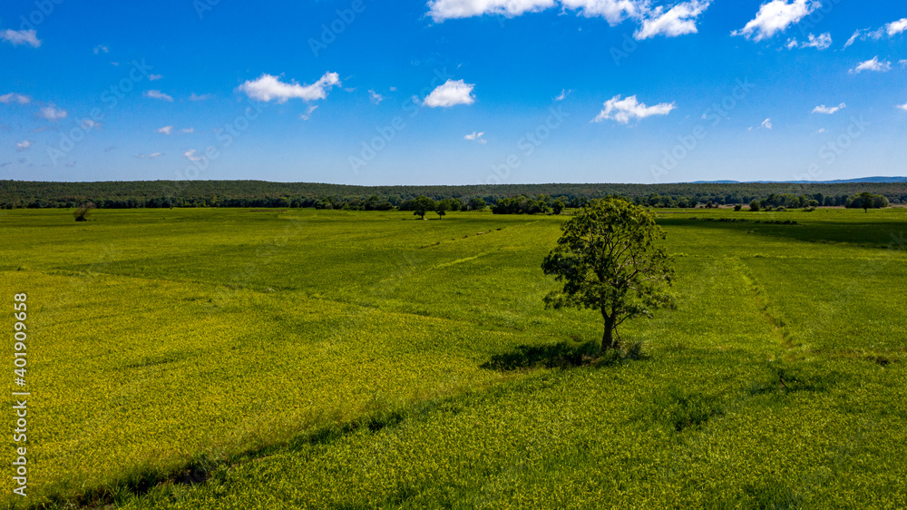 A panoramic shot of a green landscape filled with forest, trees and green grass under the sky.
