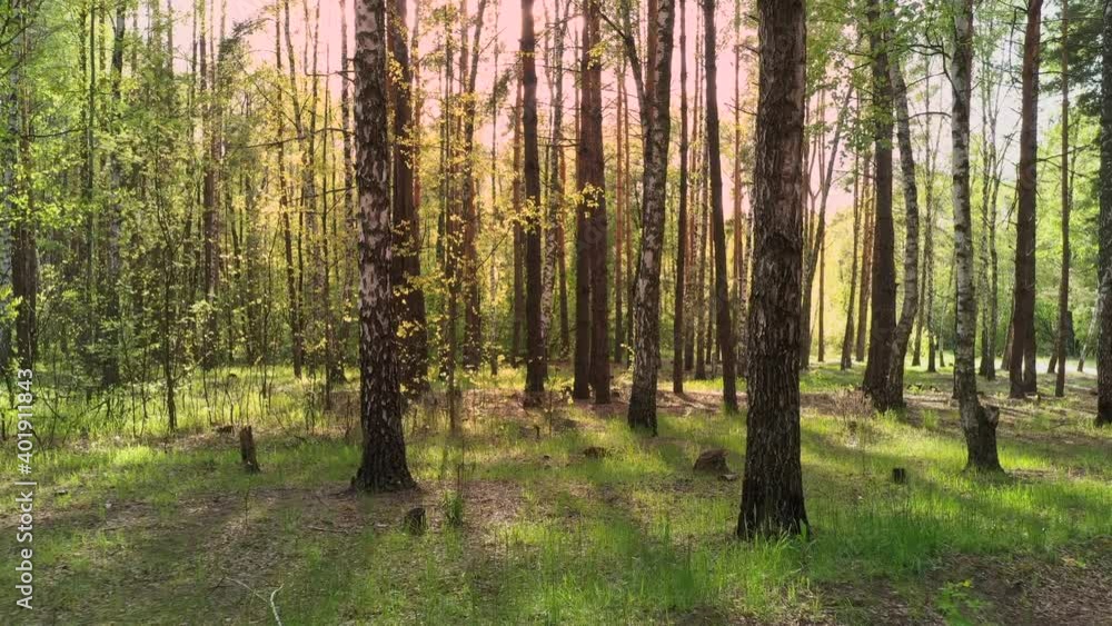 Morning fog in the woods, beautiful summer natural landscape Morning fog in the woods, beautiful summer natural landscape