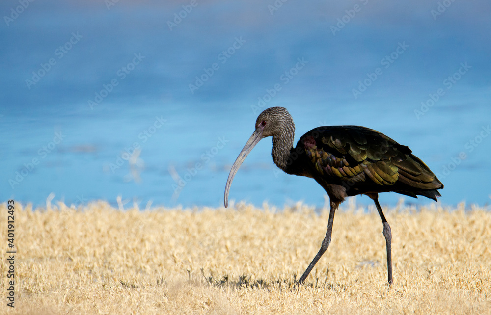 White faced Ibis at the San Jacinto Wildlife area near Perris in Southern California