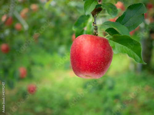 赤く色づいたりんごの木
