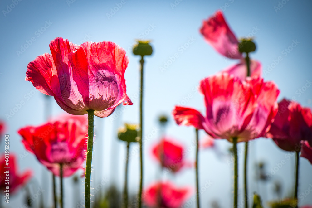 Naklejka premium pink poppies against blue sky, Waldviertel Austria