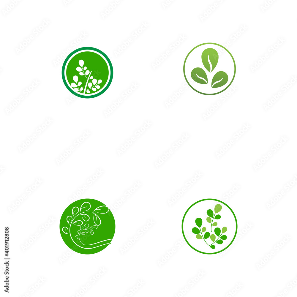 Set Moringa leaf Logo Template vector symbol nature Set Moringa leaf Logo Template vector symbol nature
