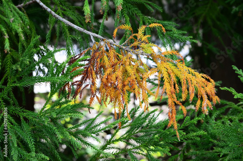 Pine tree with some dry leaves.