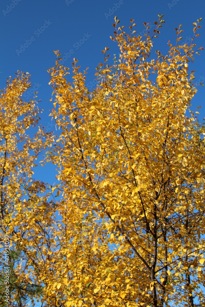 Golden Trees, Jasper National Park, Alberta Golden Trees, Jasper National Park, Alberta