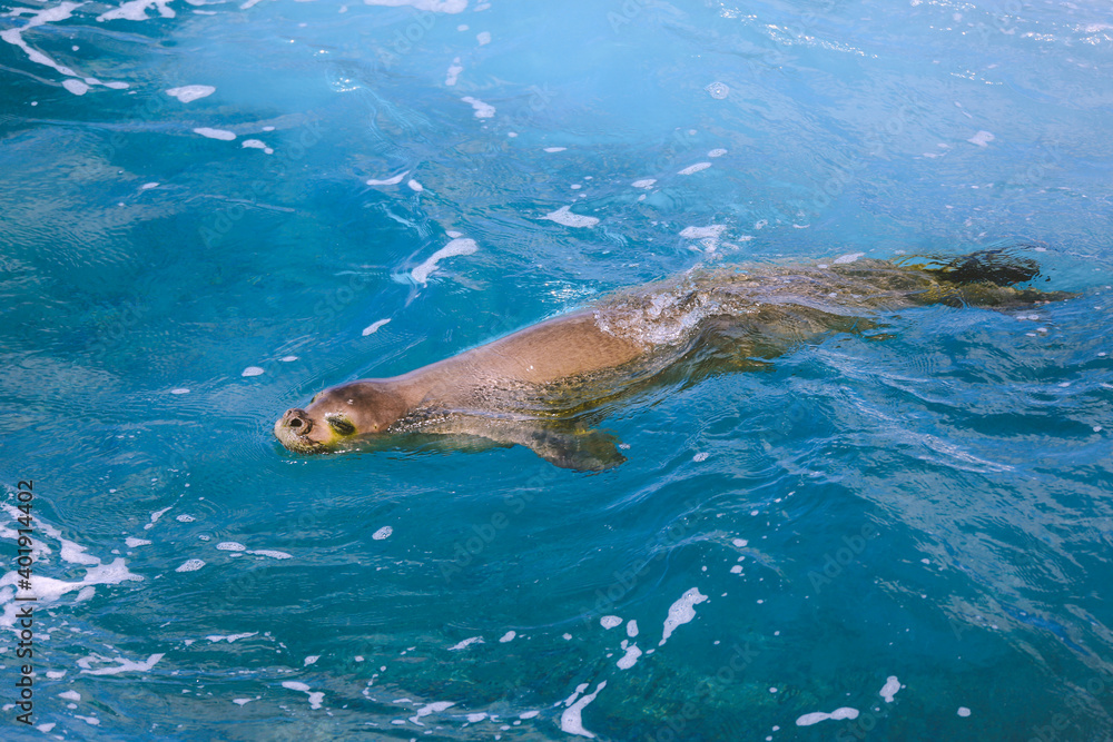 Hawaiian monk seal in the sea, Oahu island
