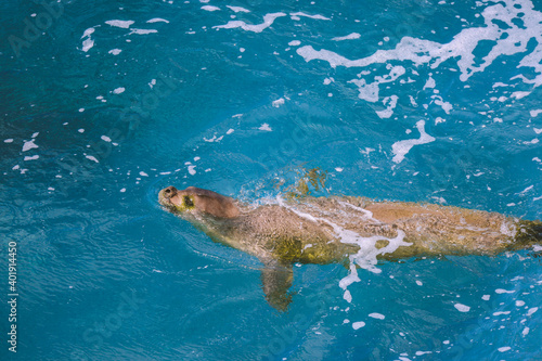 Hawaiian monk seal in the sea, Oahu island 