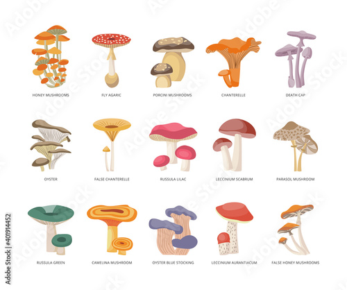 Table of edible and poisonous mushrooms flat vector illustration isolated.