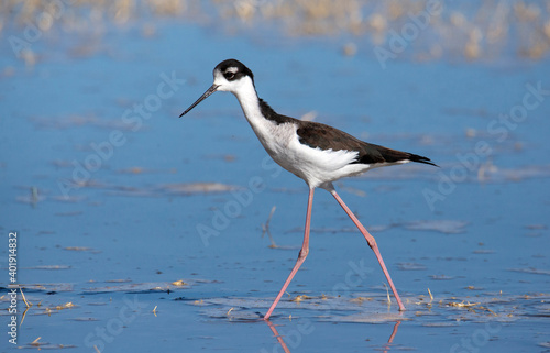 Blacked necked stilt on the prowl in deep blue waters in San Jacinto Wildlife area near lake Perris California