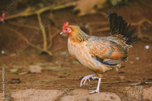 Chicken in the forest, Nuʻuanu Pali State Wayside, Oahu, Hawaii photo