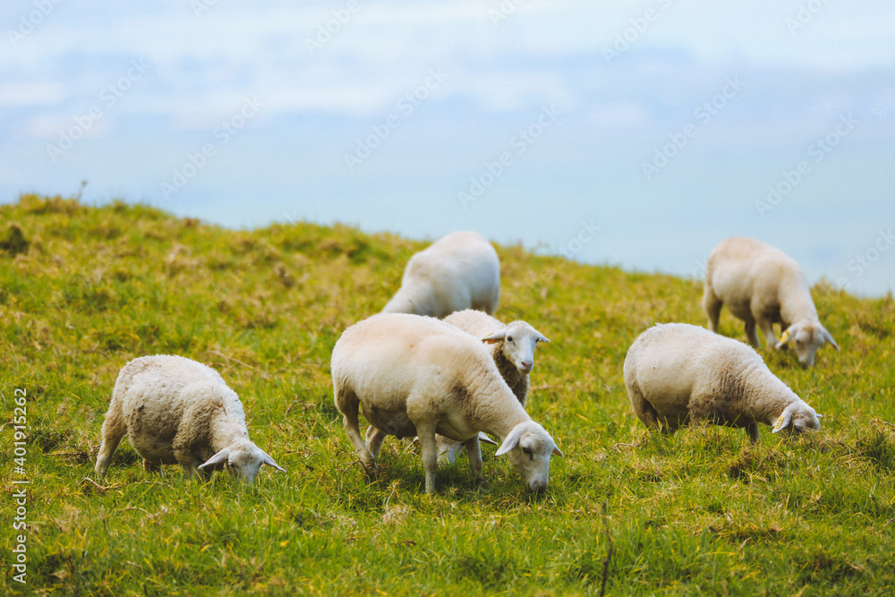 Sheep in the pasture,Maui, Hawaii Sheep in the pasture,Maui, Hawaii