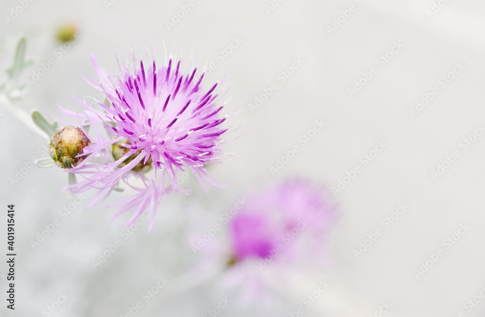 Close up of a beautiful Saint Mary's thistle blossom