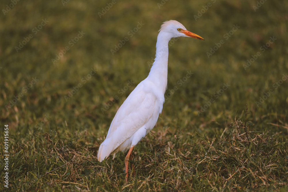 Naklejka premium Cattle egret bird in the pasture by the sea, Hookipa, Maui, Hawaii