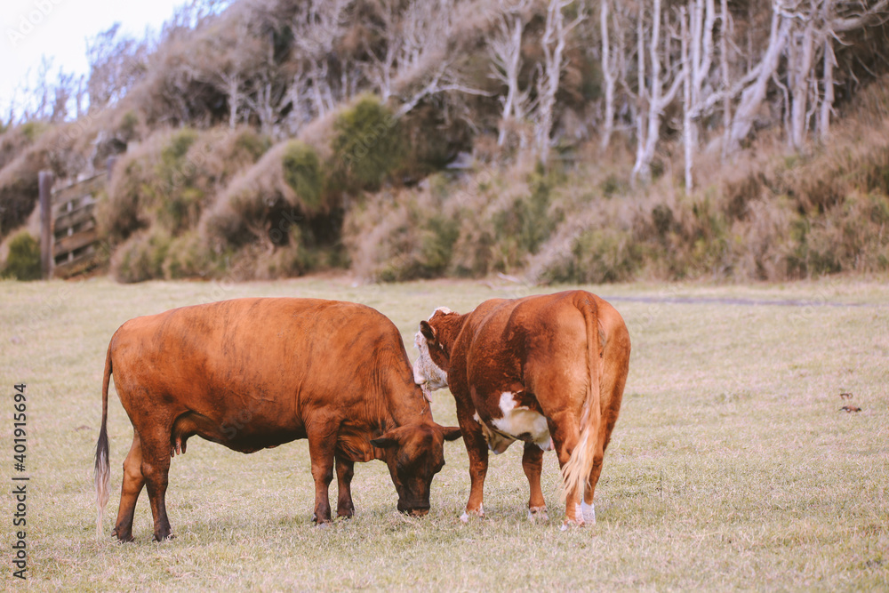  Cow in the pasture by the sea, Hookipa, Maui, Hawaii

