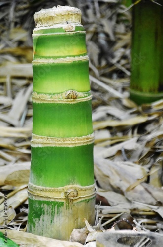 Close up of a green Bamboo tree stem