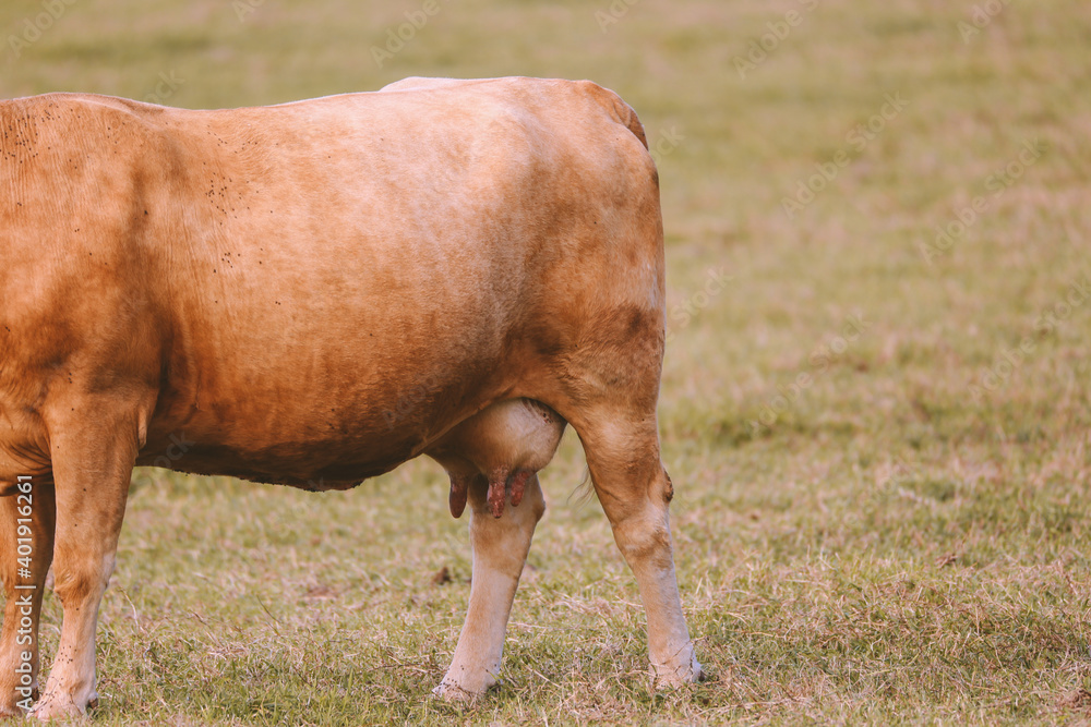 Cow in the pasture by the sea, Hookipa, Maui, Hawaii
