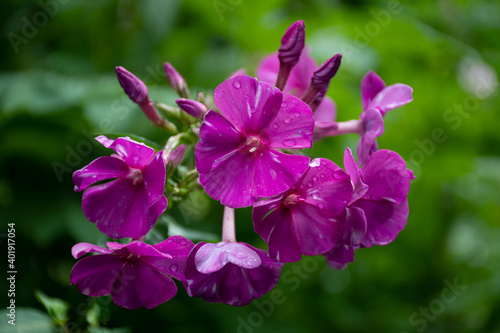 Bright purple Phlox inflorescence with stripes in the garden on a green background  summer background
