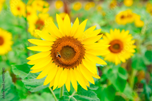 Sunflowers in blooming . Flowers with yellow petals . Bees at pollination