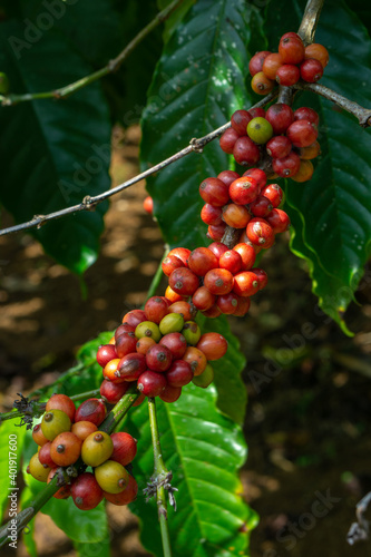 Fresh raw Coffee beans in the plant