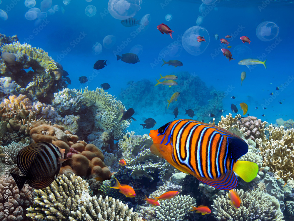 Naklejka premium Coral Reef and Tropical Fish. Red Sea. Egypt