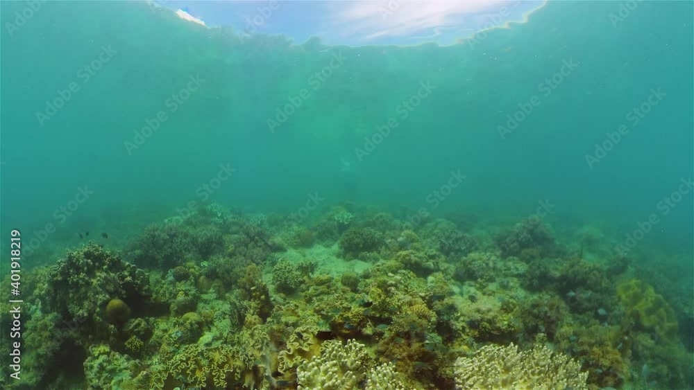 Colourful tropical coral reef. Tropical coral reef. Underwater fishes and corals. Philippines. Colourful tropical coral reef. Tropical coral reef. Underwater fishes and corals. Philippines.