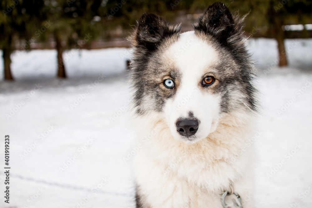 Portrait of a beautiful northern dog of the husky breed.