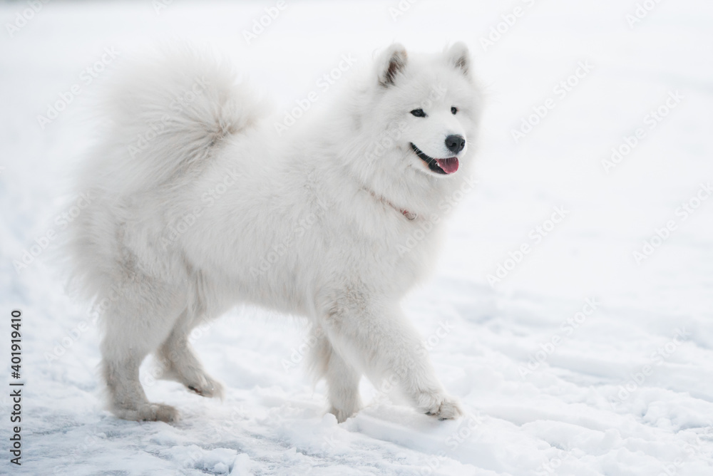 Samoyed white dog is on snow background outside Samoyed white dog is on snow background outside