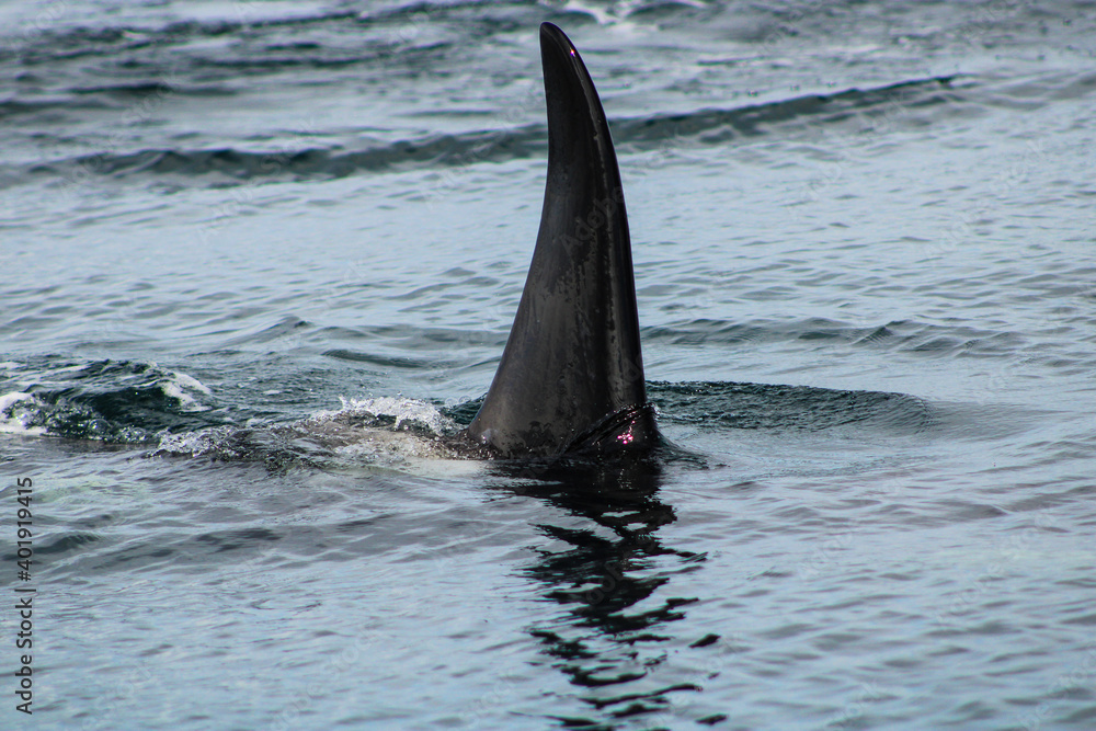 Fototapeta premium Orcas Alaska